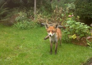 Fox in a Barnehurst garden (Photo: Chris Rose)