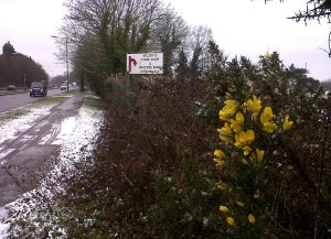 Gorse in flower in the Kelsey's farm hedgerow on the North Cray Road. (Photo: Chris Rose)