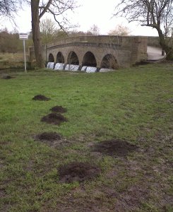 Mole hills on the meadows by the iconic bridge (Photo: Chris Rose)