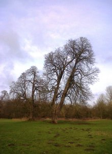 How many more tres will be lost if Bexley Council sells off open spaces - and then let's them get built on? (Photo: Chris Rose)