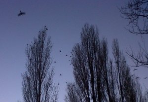 Ring-necked Parakeets flying into the Poplars where they spend the night. (Photo: Chris Rose)