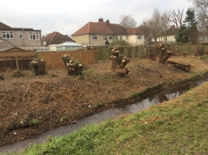 Pollarded trees by the Shuttle at Hollyoak. (Photo: Chris Smith) 