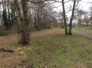 A swathe of bramble and other scrub has been completely strimmed away all along the margin of Hollyoak Wood (paler area to left) , despite its importance to insects and birds, and contrary to Council policy on woodland margin management. (Photo: Chris Smith) 