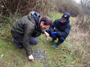 Ian Crump and peter Beckenham examine the remains of a Song Thrush killed by a Sparrowhawk. (Photo: Karen Sutton)
