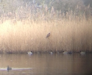 Marsh Harrier at Crossness on February 10th (Photo: Karen Sutton) 