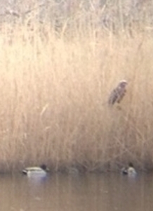 This Marsh Harrier, seen from a distance sitting in a Reedbed at  Crossness, is currently protected by the EU Birds Directive. (Photo: Karen Sutton)