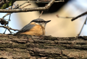 Nuthatch in Bexley Woods (Photo: Ralph Todd)