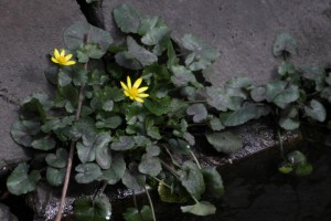 Lesser celandine by the danson outflow. (Photo: Mart in Petchey)