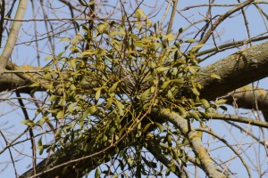 Mistletoe on Polar by the river Shuttle, near tghe Murchison/Elmwood entrance. (Photo: Martin Petchey)