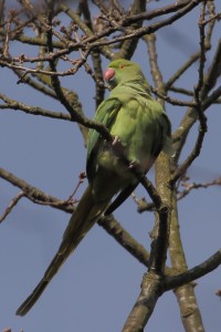 Ring-necked Parakeet in Bexley Park Woods. (Photo: Martin Petchey)