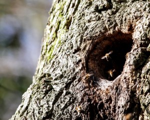 Honeybees using tree cavity as a natural nest site. (Photo: Tim Briggs)