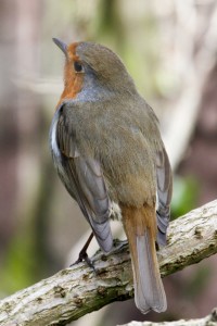 Robin in Bexley Park Woods. (Photo: Tim Briggs)