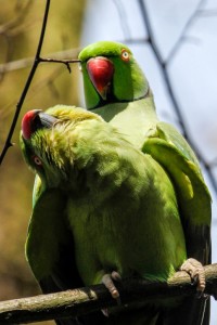 Ring-necked Parakeet pair. (Photo: Tim Briggs)