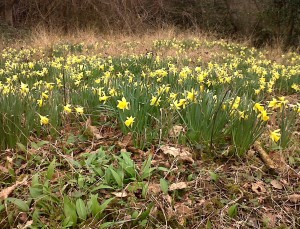 Native Daffodils and Wild Garlic in Lesnes Abbey Woods (Photo: Chris Rose)