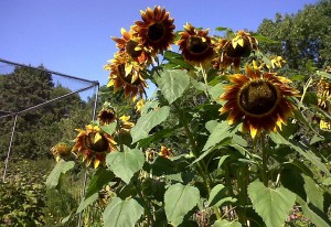 Colourful sunflowers brighten an allotment site in Bexley, providing nectar followed later on by seedheads for birds. (Photo: Chris Rose). 