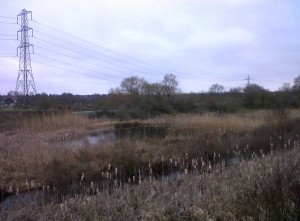 Thames Road Wetland on a grey March day can still boast Water  Rail, a vocal and highly mobile Cetti's Warbler,      Common Snipe, Teal and Grey Heron. (Photo: Chris Rose)