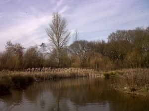 The pond at Parish Wood Park - an example of a good piece of work for wildlife by Bexley Council and others. (Photo: Chris Rose).