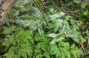 Alien Aroid - a clump of Arum italicum subsp. italicum 'Marmoratum' has established itself by the Shuttle. (Photo: Chris Rose)  