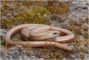 The Slow worm is a protected species, but 'developer'  Andersons has already  coralled more than 500 into a space they themselves have calculated should only support just over 200. (Photo: Jason Steel). 