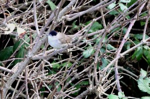 Male Blackcap (Photo: Ralph Todd)