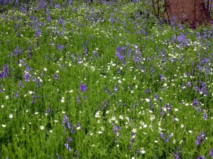 Bluebells and Greater Stichwort (Photo: Brenda Todd)