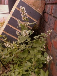 The true native Catmint (Nepeta cataria) found on the forecour of a garage in Long Lane, Bexleyheath. (Photo: Chris Rose)  