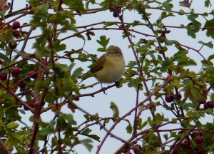 Chiffchaff (Photo: Ralph Todd)