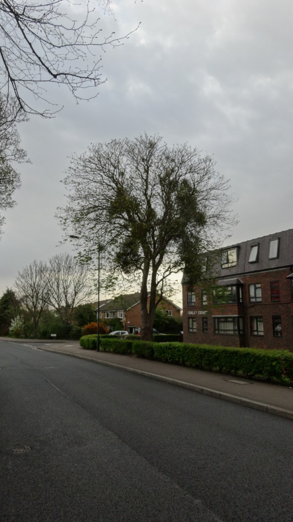 Tree in Main Road, Sidcup