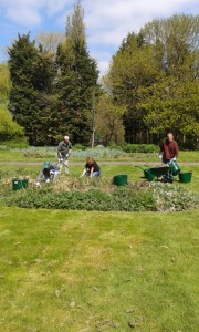 FoTS tidying up flower beds at the first Danson Park Old English Garden volunteer maintenance session (Photo: Mandy Stevens)[ 