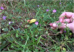 Long-stalked Crane's-bill (Geranium columbinum) was discovered at Braeburn Park by Chris rose, and is the only known site for it in the Borough of Bexley (Photo: Chris Rose) Bexley.