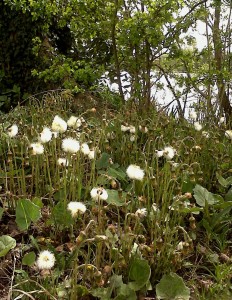 Colt's-foot running to seed at Danson park, 23rd April 2015, with emerging leaves. (Photo: Chris Rose)