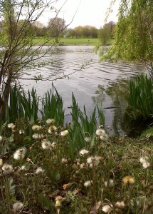 Another view of Colt's-foot growing by Danson lake. (Photo: Chris Rose)