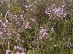 London's only colony of Lesser Calamint occurs at Lesnes. (Photo: Chris Rose)