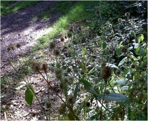 Small Teasel