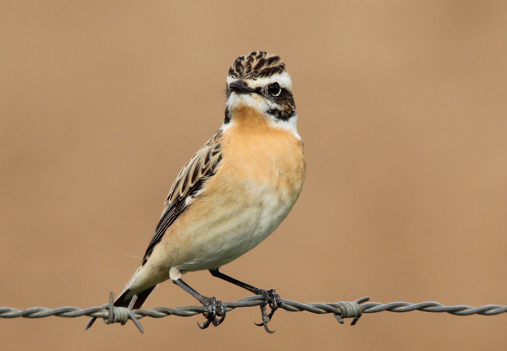 Whinchat