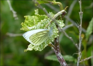 This Green-veined White at Crossness on 30th March was the first reported to Butterfly Conservation from anywhere in the UK this year. (Photo: Mike Robinson).