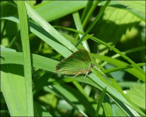 First Crossness Green Hairstreak of 2015. (Photo: Mike Robinson).