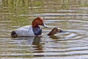 This photo by Richard Spink of a pair of Pochard mating at Crossness on 4th May has raised hopes of youngsters being raised at the site.