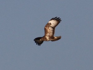 Common Buzzard (Photo: Ralph Todd)