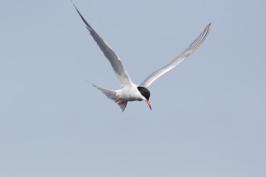 Common Tern (Photo: Ralph Todd)