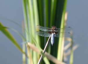 Male Broad-bodied Chaser (Photo: Ralph Todd).