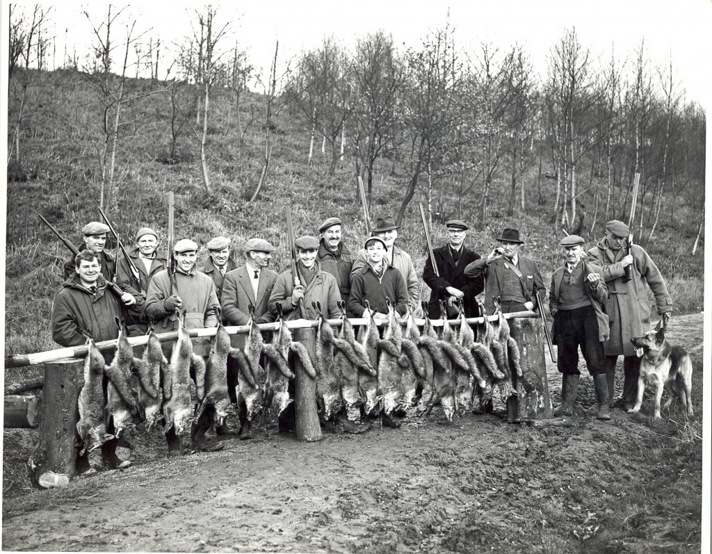 Fox culling Joydens Wood 1950s. Gamekeeper, Mr William Barrett third from right with horn. 