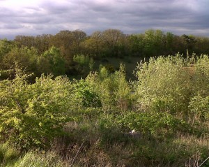 Braeburn Park - looking north to the wooded ridge of the Cray valley side from the bund by the industrial estate. (Photo: Chris Rose)