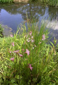 Ragged Robin is proliferating around the rock garden pond at Danson Park. (Photo: Chris Rose)