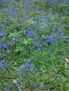 Bursted Woods Bluebells in full bloom. (Photo: Chris Rose)
