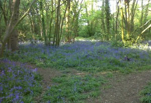 Bluebells carpet the floor at Bursted Woods on 12/5/2015. (Photo: Chris Rose)