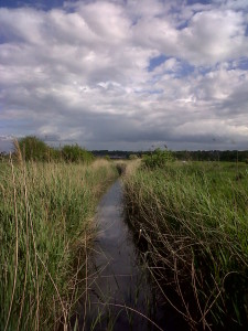 Brooding rainclouds scud over an intermittently sunny Southern Marsh (Photo: Chris Rose)