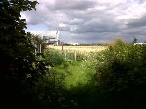 Coming out of the roadside woodland and back onto the northern marsh, the straw-colour of last year's Reed stems is evident in the late afternoon sun, as are the less welcome sights of Cory's rubbish incinerator and the huge grey sheds on Norman Road. (Photo: Chris Rose)   