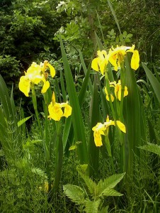 The bright yellow flowers of Flag Iris gracing the margins of Danson lake. (Photo: Chris Rose)