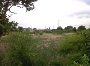 An overcast afternoon at Thames Road Wetland. (Photo: Chris Rose)